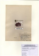 藏品(充滿耳殼藻)的圖片